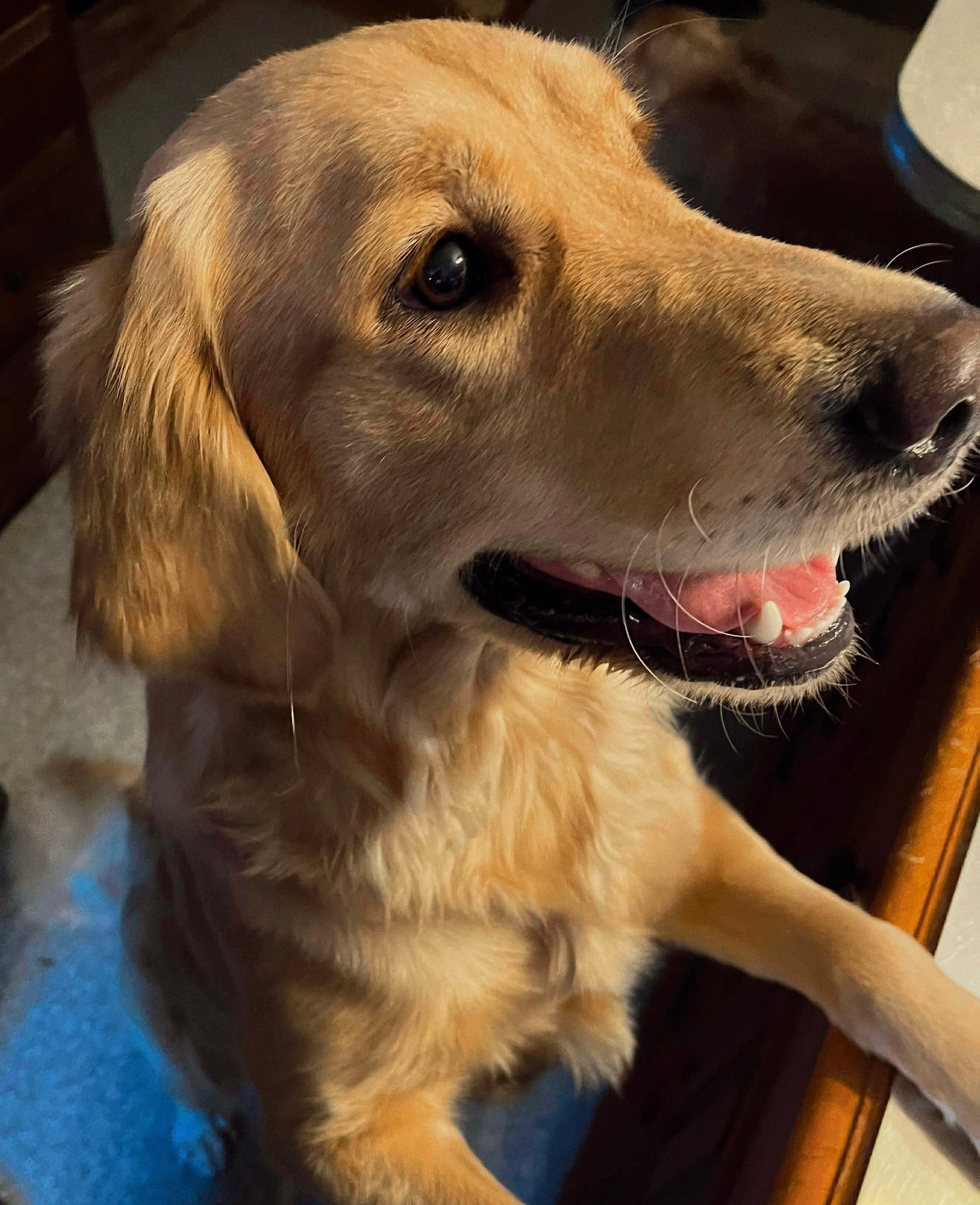 Tezza-6040 Tezza-6040